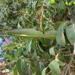 Cryptostegia madagascariensis Fruit