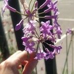 Tulbaghia violaceaFlor