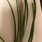 Lomandra longifolia Hoja