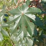 Ricinus communisFolio