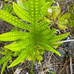 Phymatosorus grossus Leaf