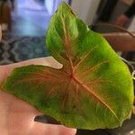 Caladium bicolor Leaf