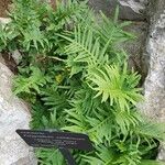 Polypodium cambricum ശീലം