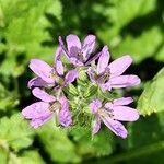 Erodium moschatum Flower