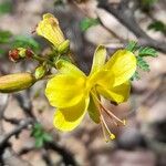 Arquita trichocarpa Λουλούδι