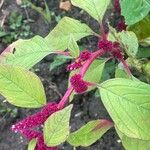 Amaranthus caudatus Blatt