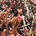 Claytonia rubra