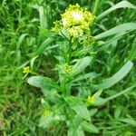 Rorippa austriaca Flower