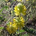 Astragalus alopecuroides Virág