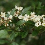 Crataegus baroussana