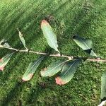 Salix cinerea Leaf