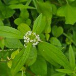 Mitracarpus hirtus Flower