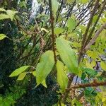 Forsythia viridissima 葉