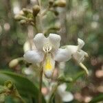 Gmelina evoluta Flor
