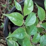 Casearia decandra Hoja