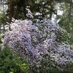 Rhododendron augustinii പുഷ്പം