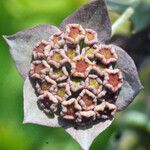 Bupleurum longifolium Virág