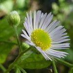 Erigeron annuus Blüte