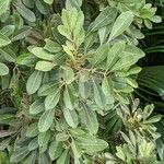 Aglaia elaeagnoidea Deilen