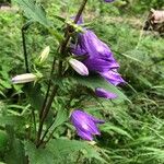 Campanula tracheliumപുഷ്പം