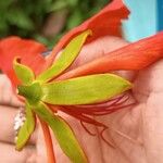 Delonix regia Flower