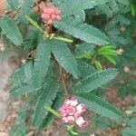 Calliandra brevipes Çiçek