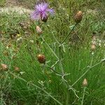 Centaurea paniculata Hábito