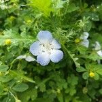 Nemophila phacelioides Цвят