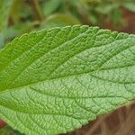 Lantana trifolia Leaf