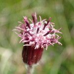 Homogyne alpina 花