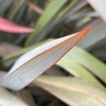 Phormium tenax Feuille