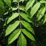 Fraxinus nigra Leaf