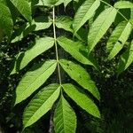 Fraxinus nigra Blatt