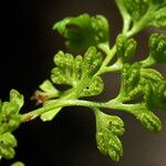 Anogramma leptophylla Leaf