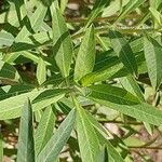 Ludwigia grandiflora Blad