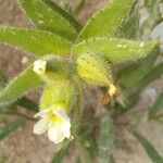 Nonea echioides Flower