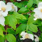 Philadelphus lewisiiFiore