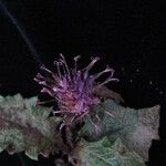 Saussurea nimborum Flor