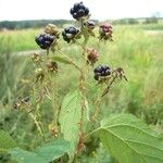 Rubus senticosus Vrucht