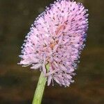 Helonias bullata Flower