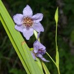 Alophia silvestris Blüte