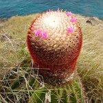 Melocactus intortus موطن