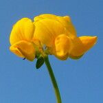 Lotus corniculatus फूल