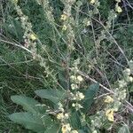 Verbascum nigrum花