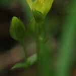Sebaea junodii Flor
