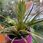 Tillandsia guatemalensisLeaf