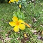 Allamanda schottii Blüte