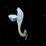 Scutellaria repens Hábito