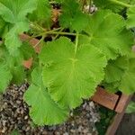 Pelargonium tomentosum Hoja