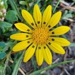 Gazania linearisΛουλούδι